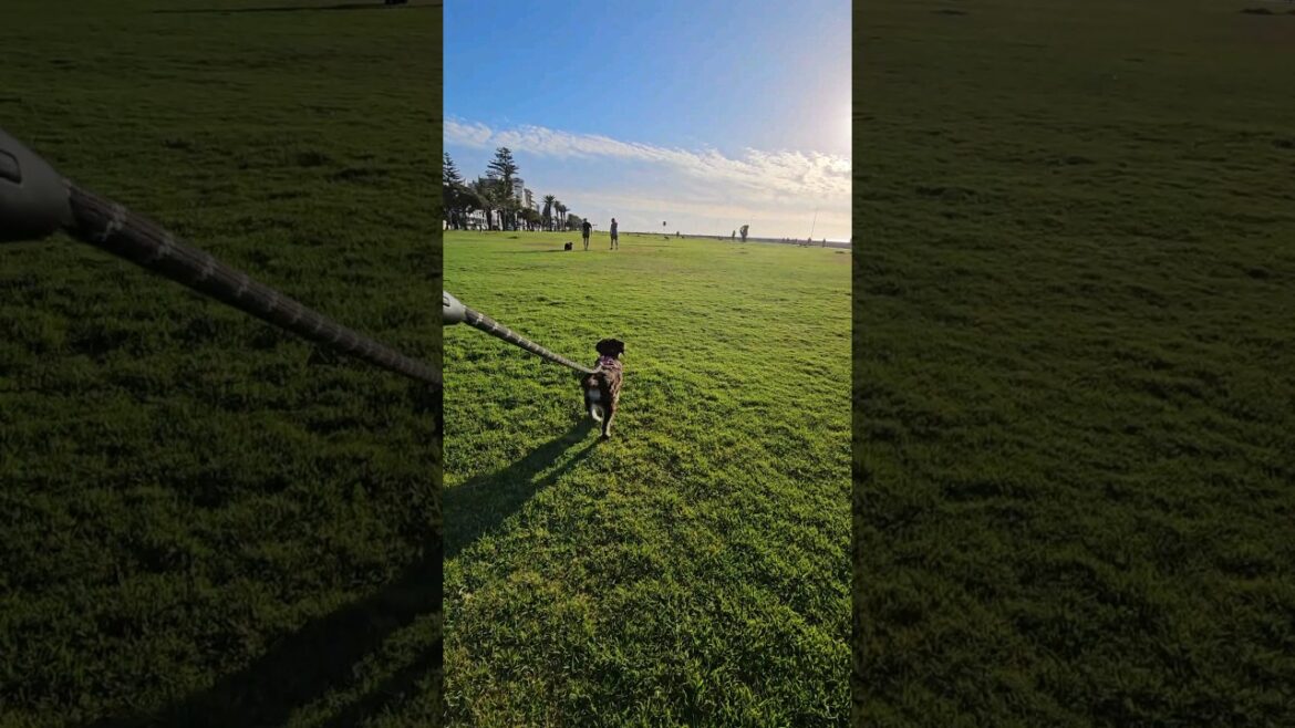 Miniature Schnauzer Loads Of Energy Running On Grass Miniature Schnauzer Loads Of Energy Running On Grass