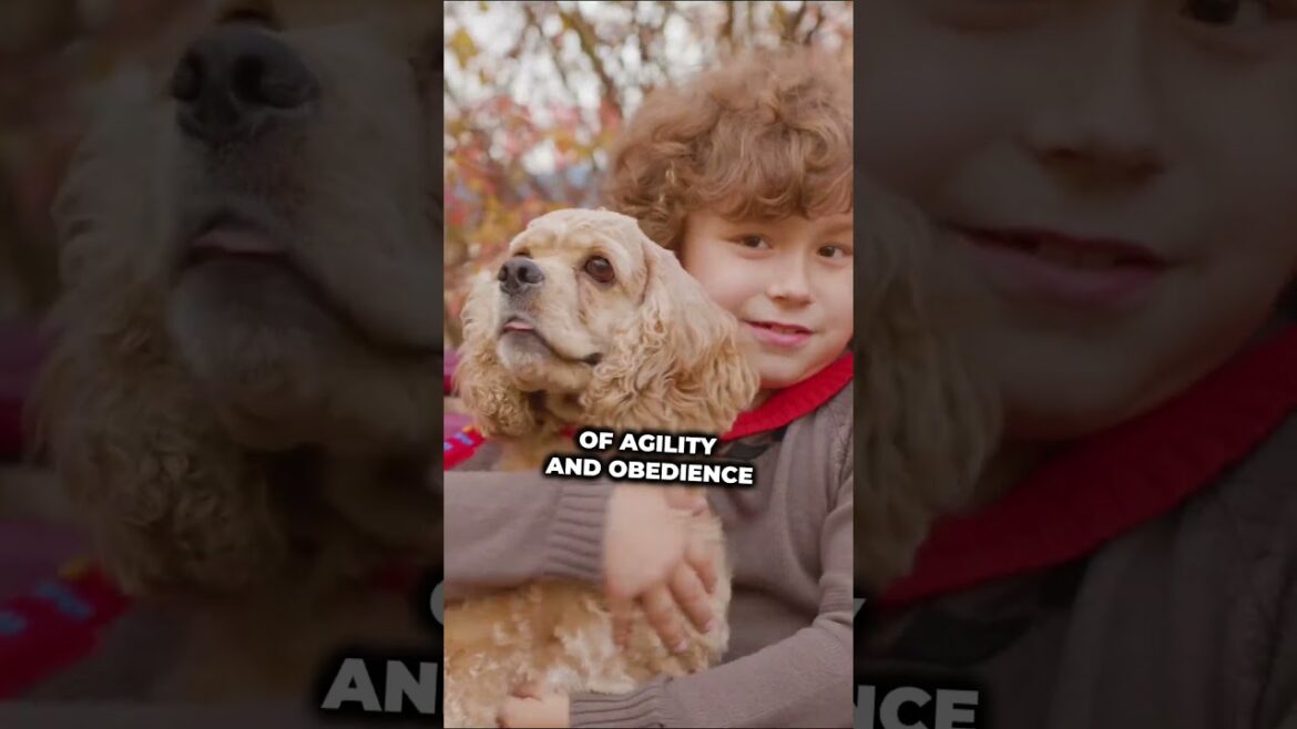 Joyful Companions: The Heartwarming World of Cocker Spaniels  #shorts