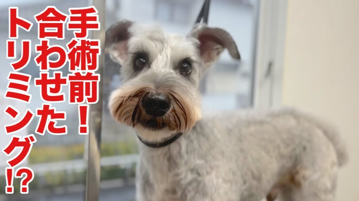 ミニチュアシュナウザーの手術前に合わせたトリミング！？（ノアくん）