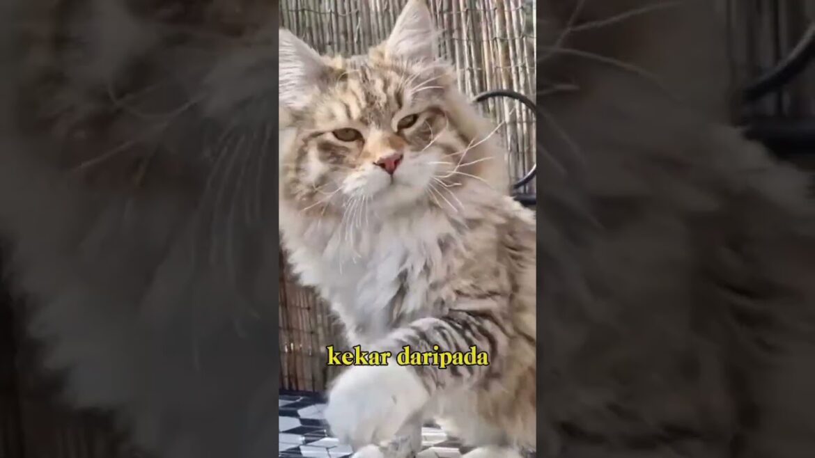 Fakta Unik kucing Siberia #shorts #kucing #faktaunik #faktamenarik #cat #kucinglucu