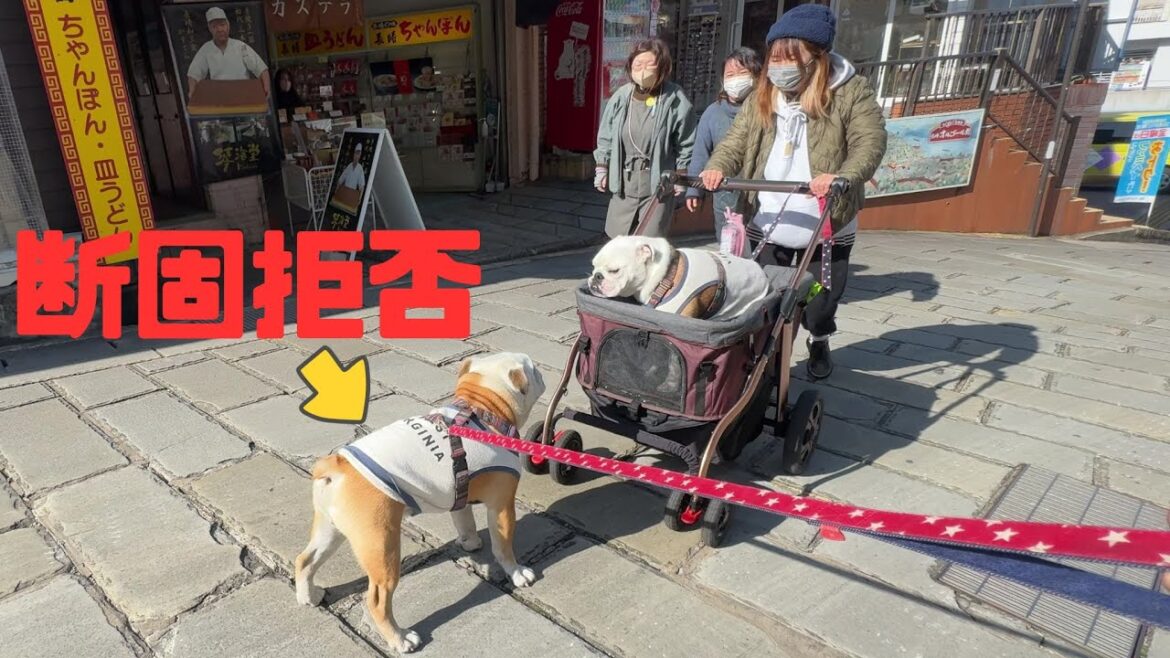 お散歩開始10秒で悲鳴をあげて「カートに乗せてくれ！」と懇願するブルドッグがこちら…