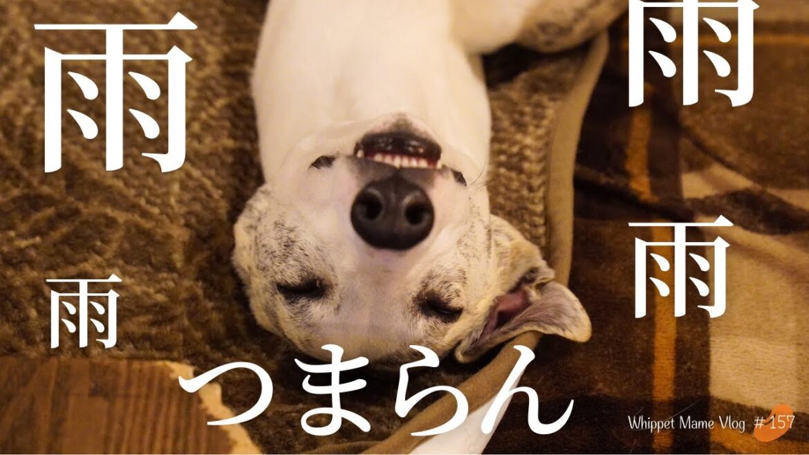 お家で簡単！雨で愛犬がストレスをためないのアイデア！　#157