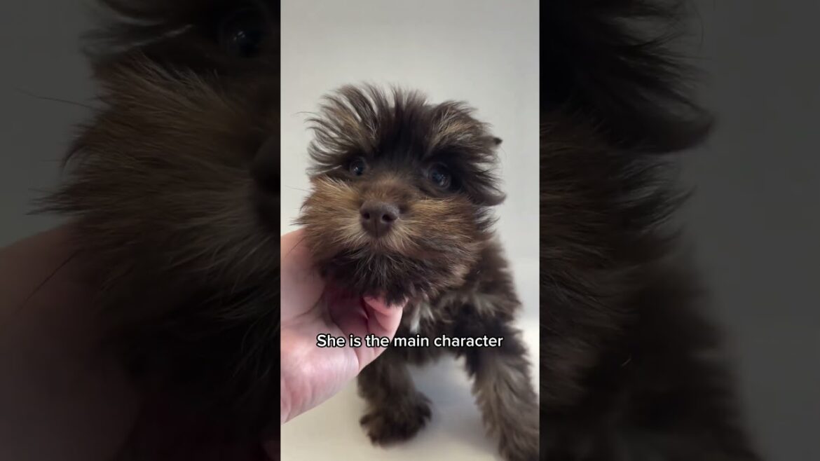 🚨Join Emma On A Paw-sitively Adorable Journey Behind The Lens! #puppies #photoshoot #puppiesforsale