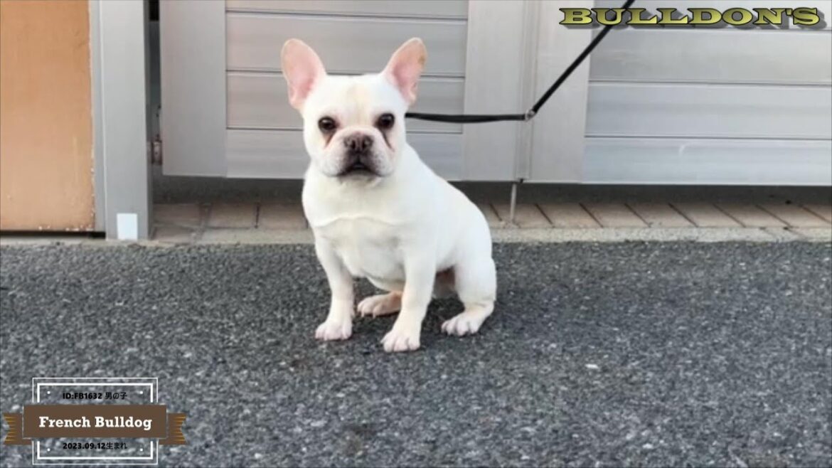 ☆フレンチブルドッグ☆子犬☆ーブサカワ専門犬舎ーBULLDON'S