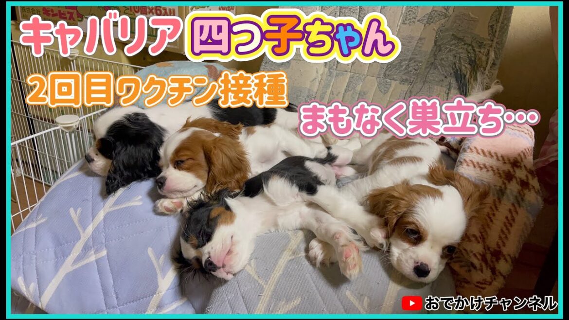 【成長記録】キャバリア四つ子ちゃん2回目ワクチン接種💉まもなく巣立ち…