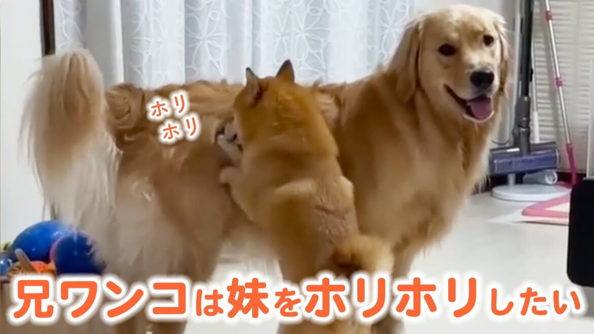 柴犬うにくんに、モフモフで大きな妹ができたよ!|PECO【ナレーション有】 柴犬うにくんに、モフモフで大きな妹ができたよ!|PECO【ナレーション有】