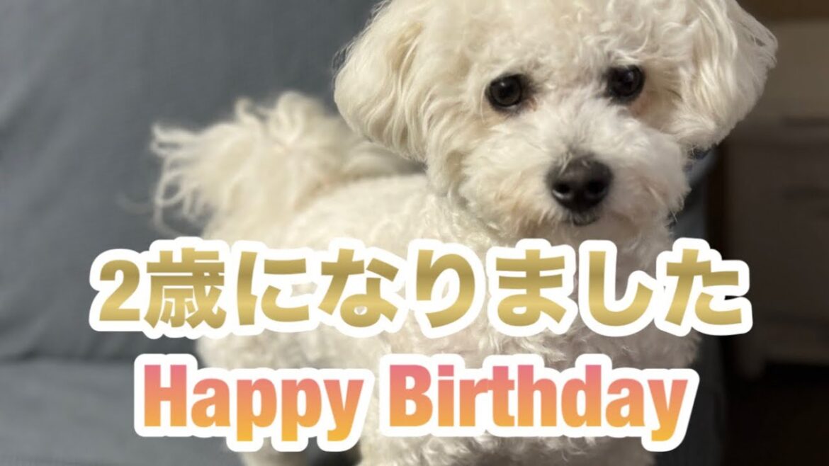 ２回目の誕生日を迎えたビションフリーゼのポポ