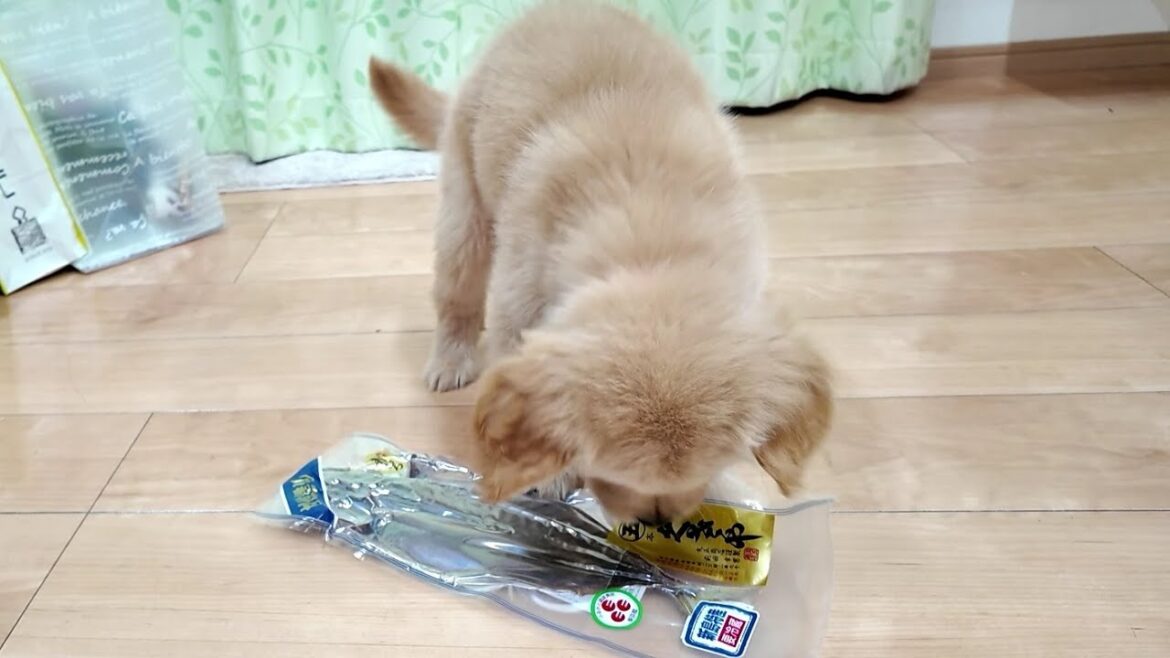 まさか！こんなに興味があるなんて正直びっくりしました！【Golden Retriever japan】