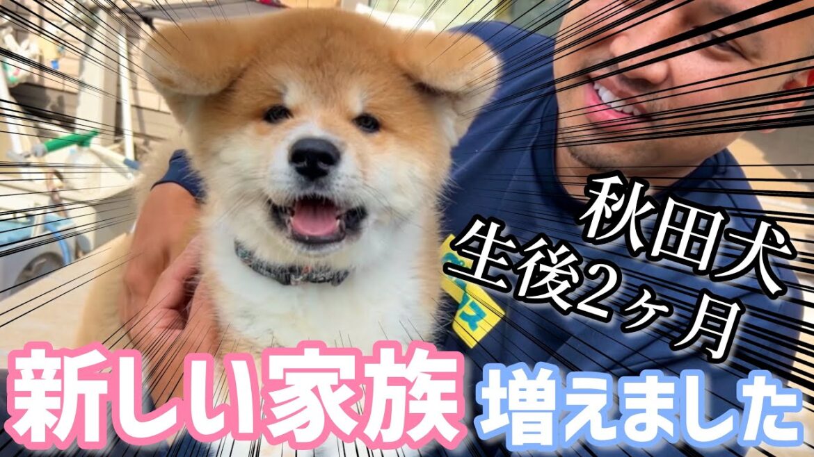 ずっと憧れてた大型犬!秋田犬の赤ちゃんが家族になりました! ずっと憧れてた大型犬!秋田犬の赤ちゃんが家族になりました!