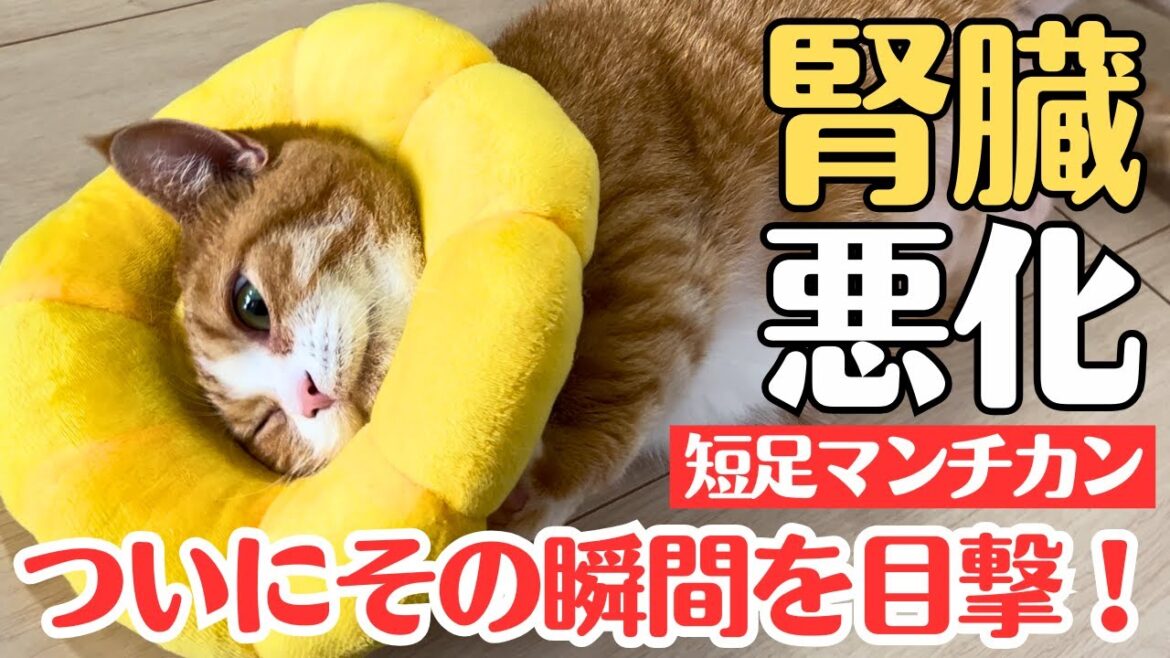 【感謝】あさりの事がYahoo!ニュースにも取り上げられました！そしてあの瞬間も目撃！