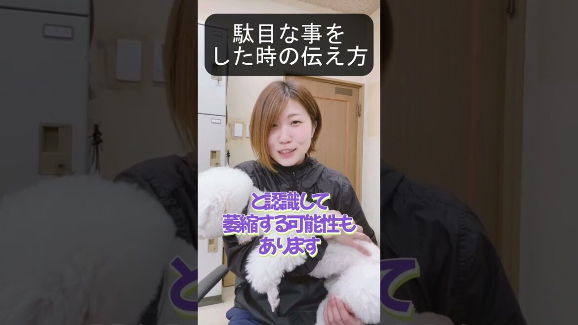 【犬種ビション】叱る時こんな事してない?#shorts 【犬種ビション】叱る時こんな事してない?#shorts