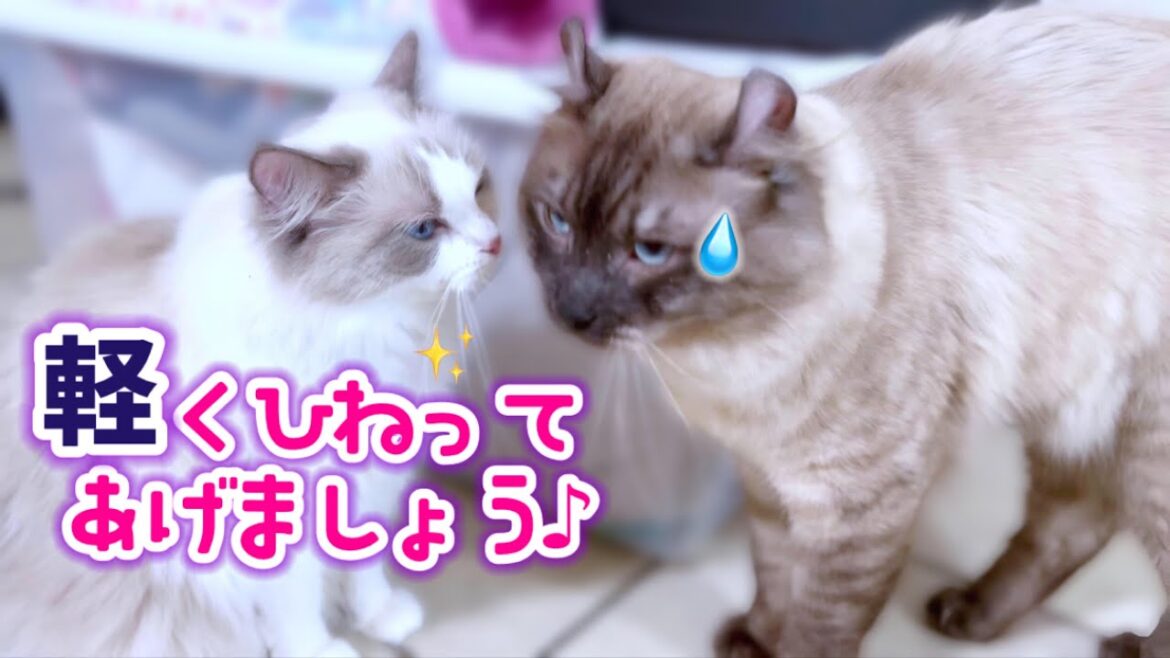 ❄️堪忍袋の緒が切れた👹‼️😱育児に協力しないそり耳父猫に母猫が平手打ち💥【実写版ちいかわシーサー】【ママはラグドール✨パパはそり耳シーサーのオオヤマネコ💪】