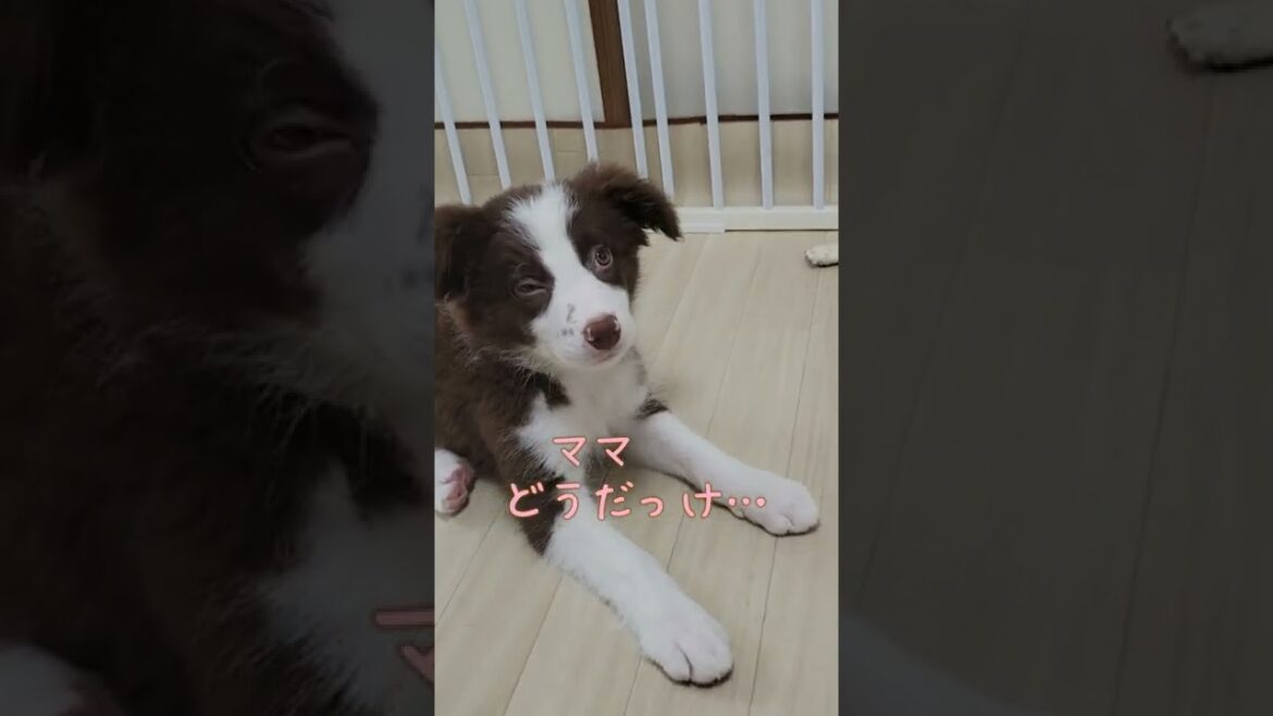 【しつけ】飼い主の親バカが分かる動画【ボーダーコリー子犬】#shorts