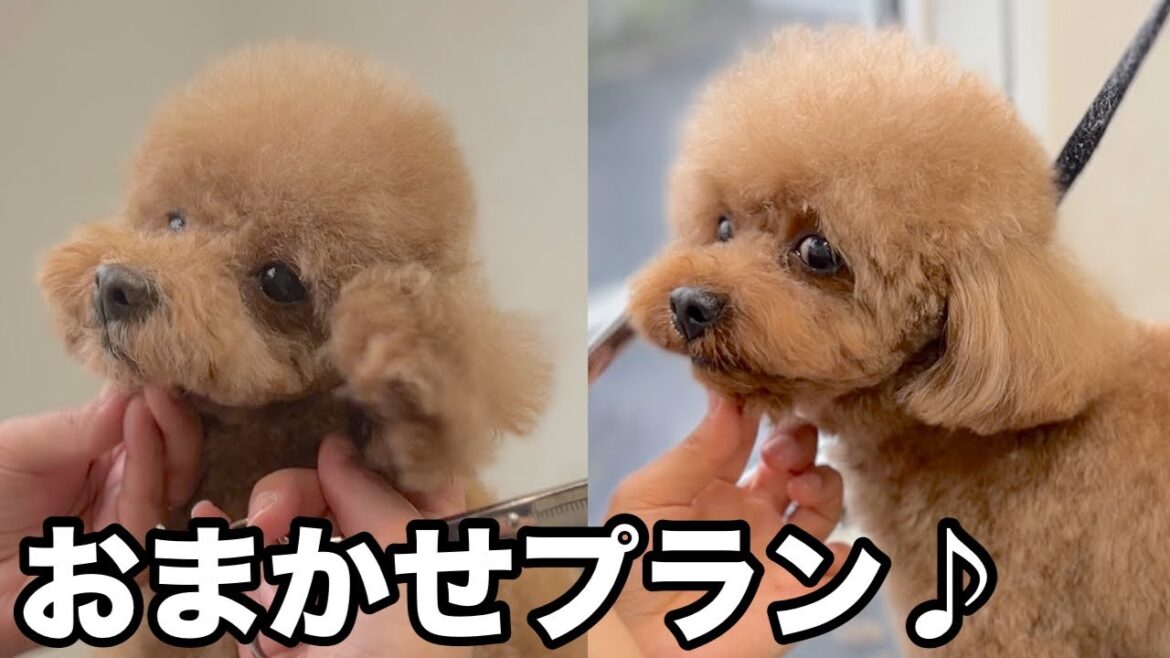 トイプードルのおまかせプランでトリミング✂︎(海未ちゃん)(椿愛ちゃん) トイプードルのおまかせプランでトリミング✂︎(海未ちゃん)(椿愛ちゃん)