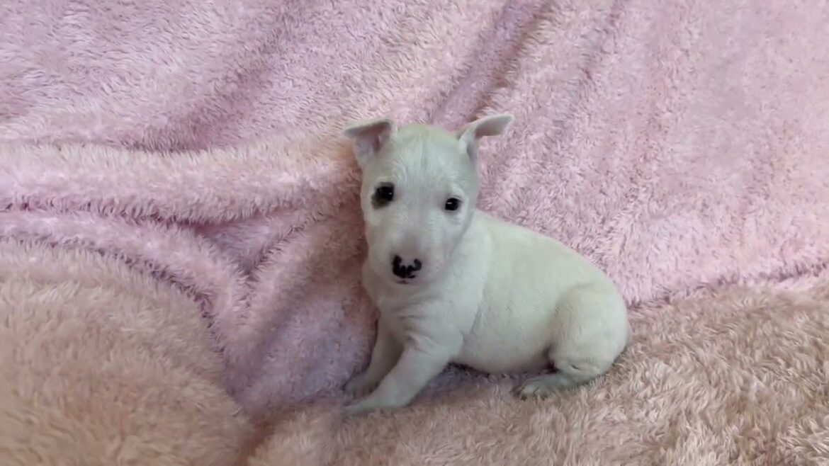 ミニチュアブルテリア