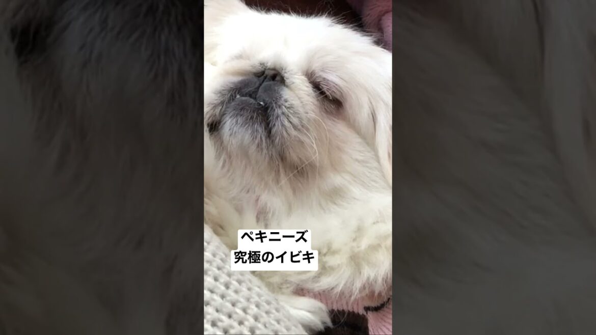 ペキニーズの究極のイビキ。The ultimate snoring of Pekingese.