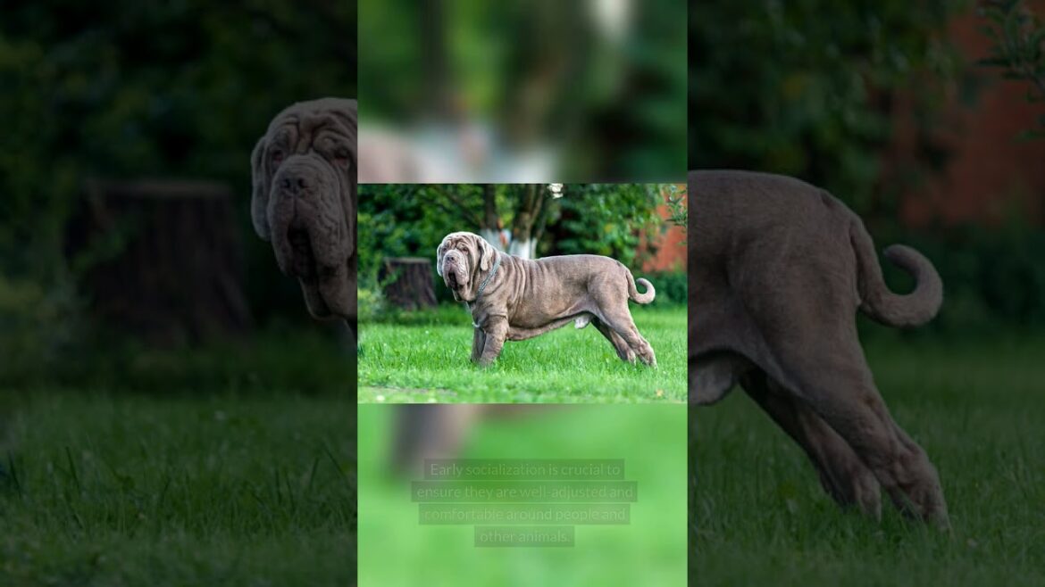 Neapolitan Mastiff Facts #dog #babyanimal #beats #neapolitanmastiff #dogfacts #doglover #dogshorts