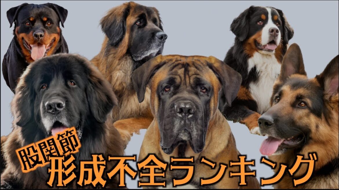 股関節形成不全・犬種別ランキング