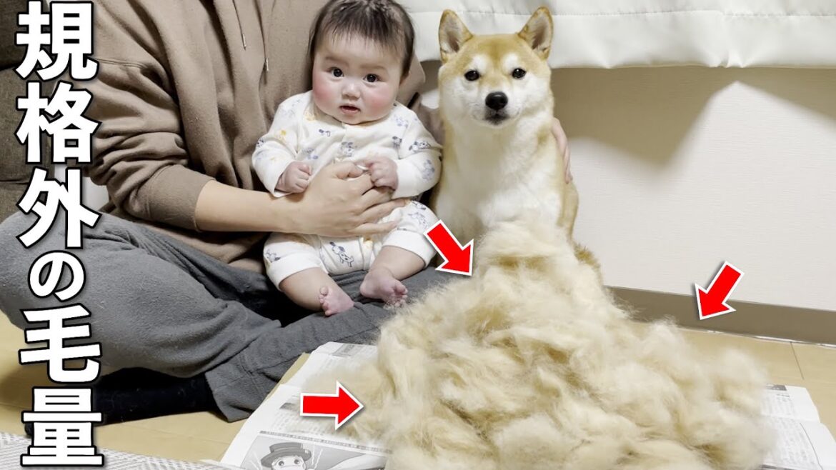 赤ちゃんとイチャつく柴犬の隠し持ってた抜け毛の量がやばいw 赤ちゃんとイチャつく柴犬の隠し持ってた抜け毛の量がやばいw
