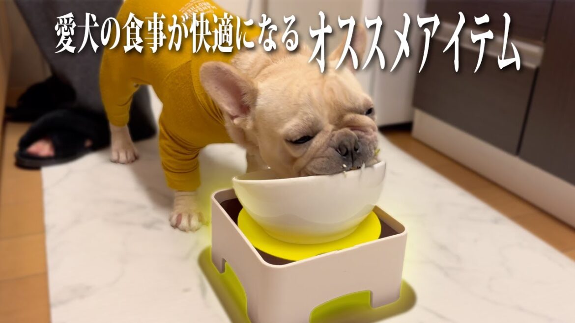 【おすすめ】フレンチブルドッグの食事事情！新しいフードボウルスタンド試してみた結果は？笑