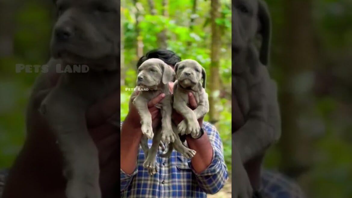 Neapolitan mastiff puppies for sale in kerala ๐| ๐9846628517 | Pets Land  #shorts Neapolitan mastiff puppies for sale in kerala ๐| ๐9846628517 | Pets Land  #shorts
