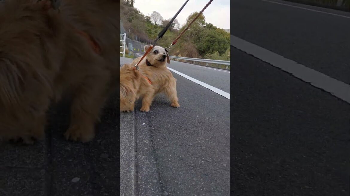 【ノーフォークテリア】自由な妹に困る姉