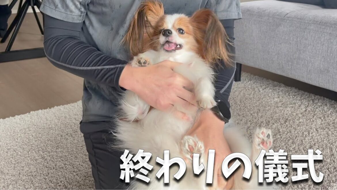 どんなに興奮してたってこれでおしまい。最近、飼い主Aが気に入ってる「終わりの儀式」#papillon 」#papillon #パピヨン