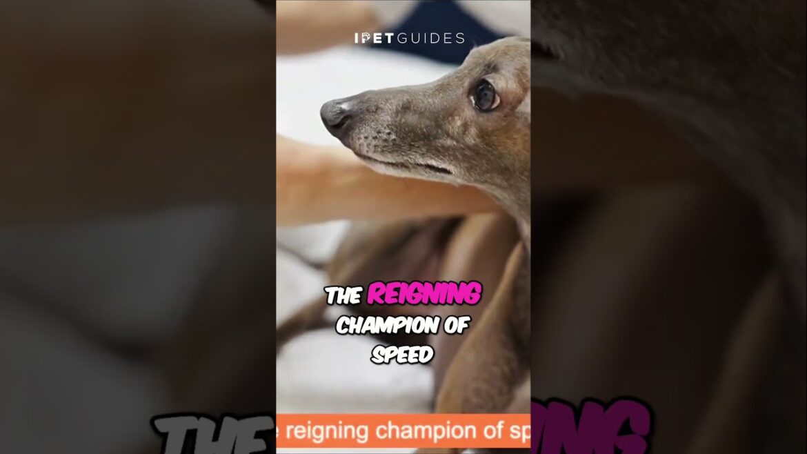 Top 3 World's Fastest Dog Breeds  #dog #dogs #shorts #shortvideo