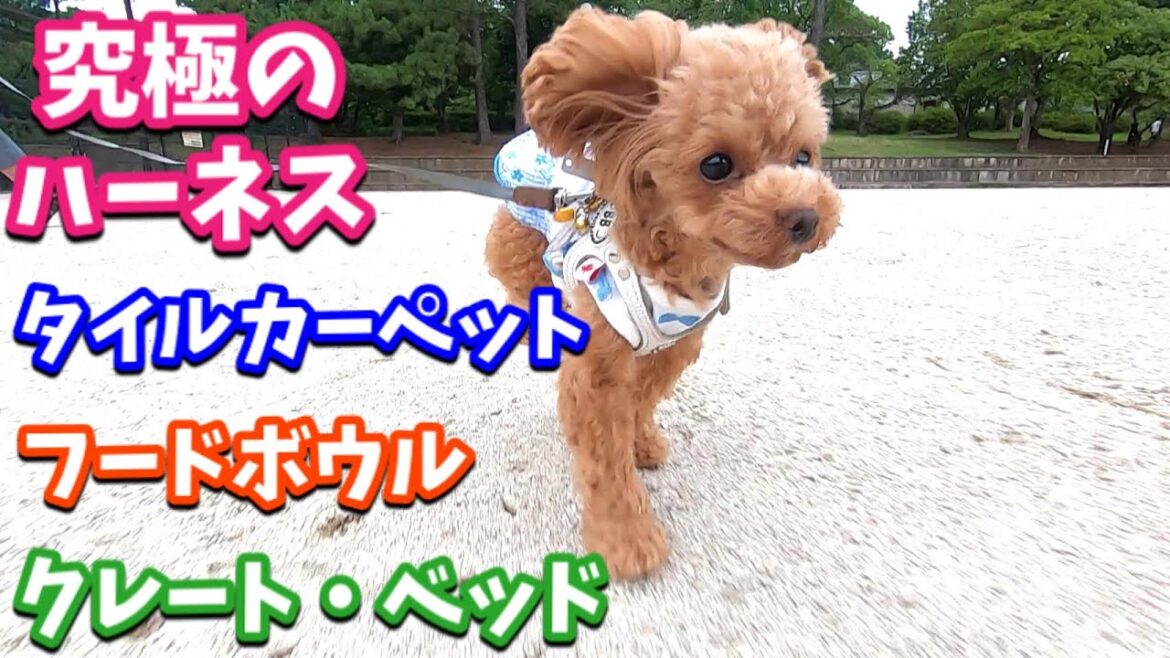 【神グッズ】買ってよかった犬猫グッズ5選【トイプードルのコロン】