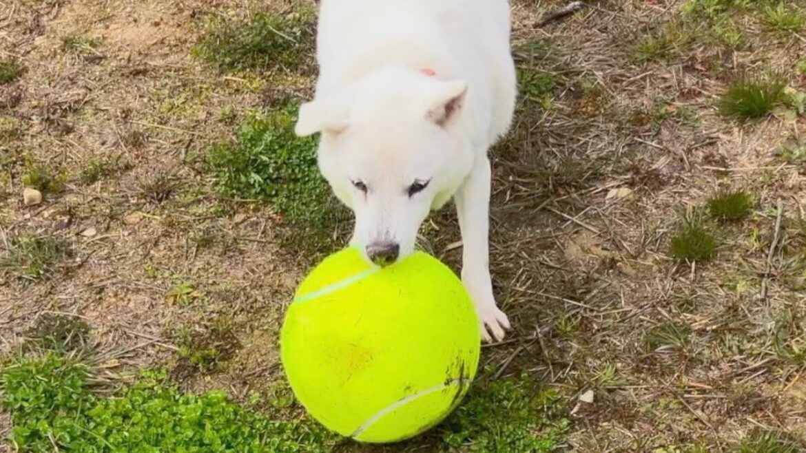 【紀州犬】北斗とボール遊びする動画はこちらです