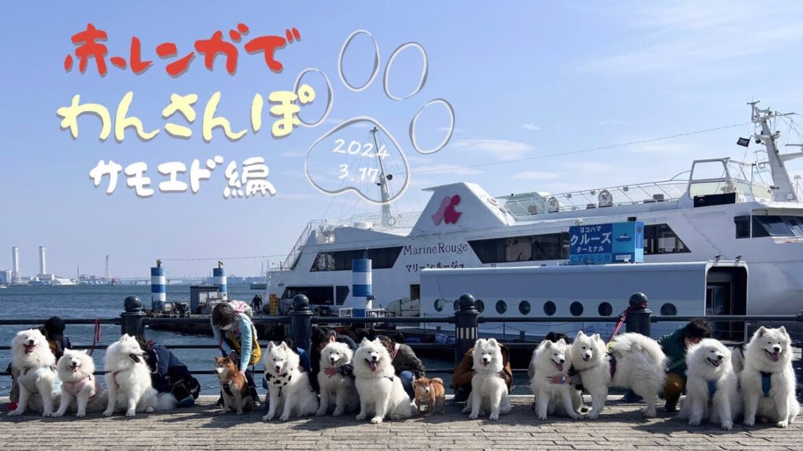 【サモエド】赤レンガイベントで沢山遊びまくりました！