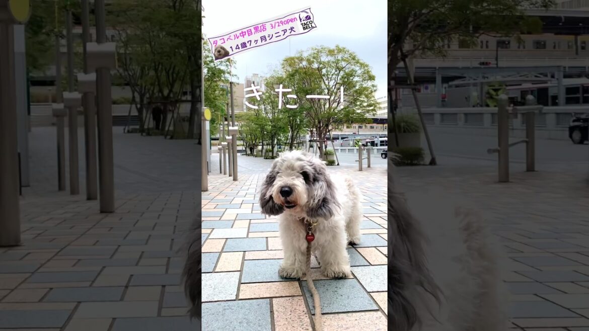 【14歳7ヶ月シニア犬】🌮「タコベル中目黒店」🌯ぽちがご案内 【14歳7ヶ月シニア犬】🌮「タコベル中目黒店」🌯ぽちがご案内