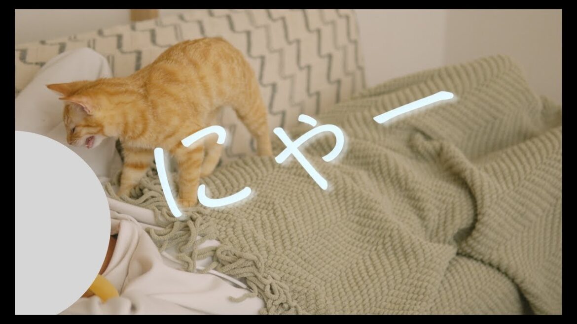 なかなか寝かせてくれない甘えんぼな子猫　#猫 #ラグドール #ragdollcat