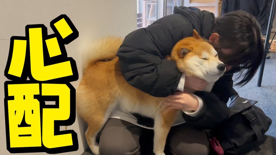 電話で柴犬姉妹の泣き声を聴いて、娘が帰ってきてしまいました…