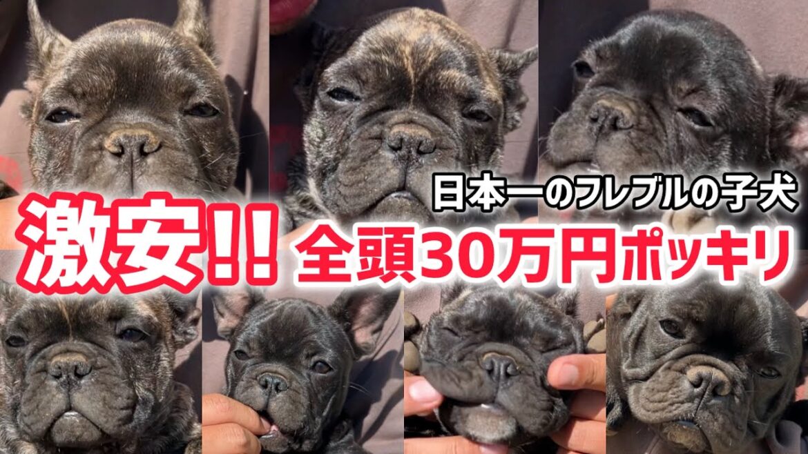 【フレンチブルドッグの子犬販売】フレブルブリーダーが最底値の激安でお譲りします