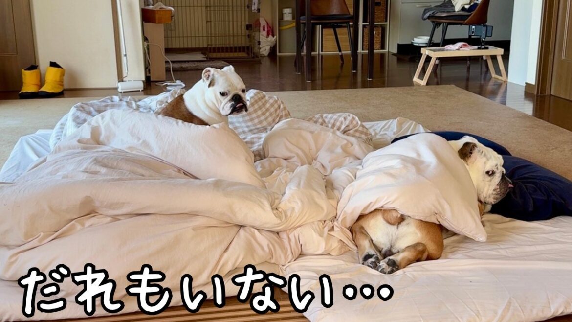 【困惑】朝起きたらママとパパがいなくなってました…