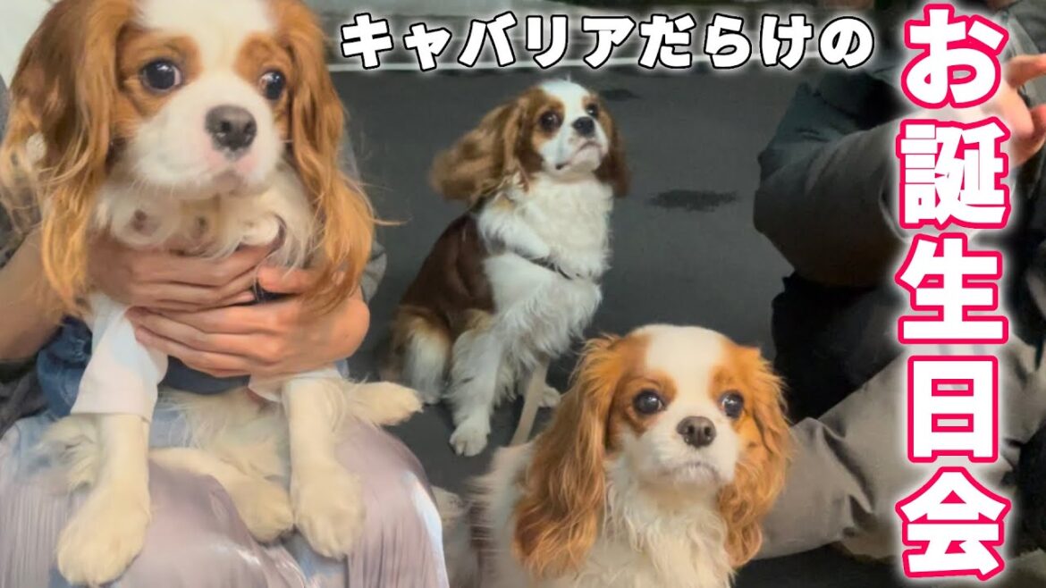 キャバリアの聖地でお祝い‼︎キャバ界のアイドルのお誕生日会in串銀蔵