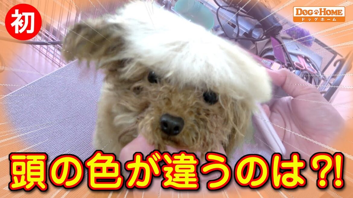 初来店：初めての所で慣れ始め最後は落ち着いてブロー。。。いい感じ　【トイプードルのヘンドリックスちゃんのブロ―編】　୨୧∵トリミング サロン DOG HOME ドッグホーム∵୨୧