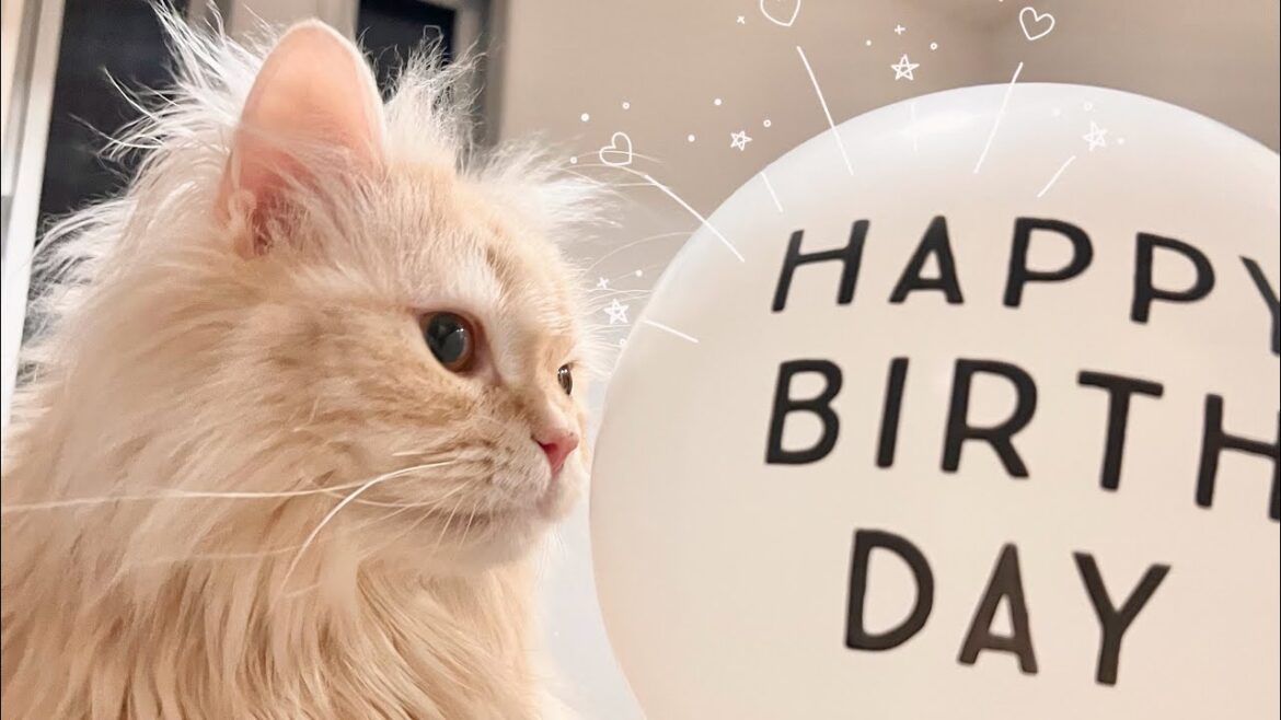 【２歳】もこ、お誕生日おめでとう🎉✨