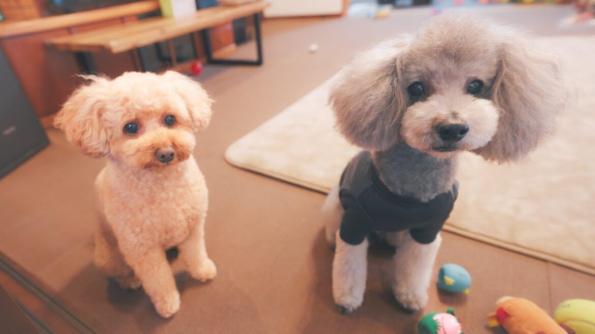 🐶我が家に可愛いトイプードルがやってきた/お庭でお花見キャンプ/活動休憩のお知らせ