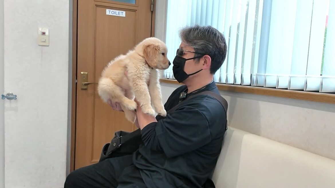 このままだと死んでしまう。病院で危険な状態だと判明した子犬。【Golden Retriever japan】
