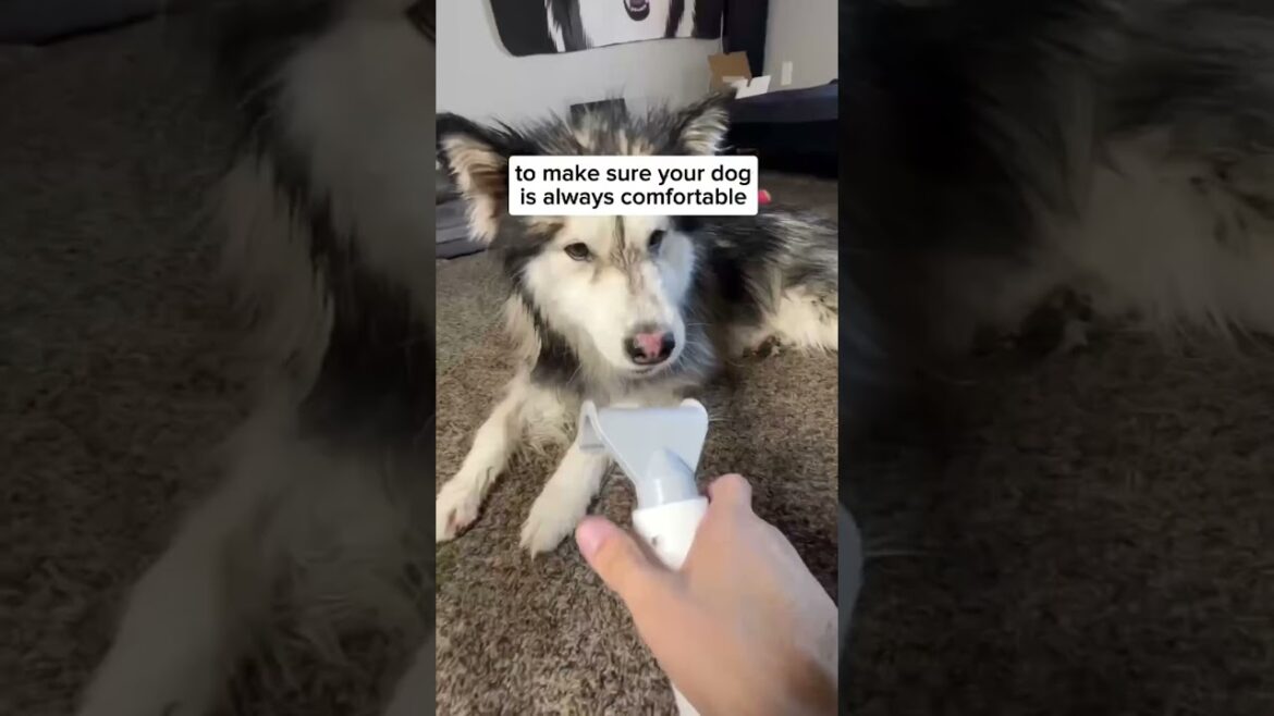 Beat Hair Shedding Odds: Bathing & Drying Tip 🐶✨#dogcare #dogvideo #furries #cutedog #homerunpet