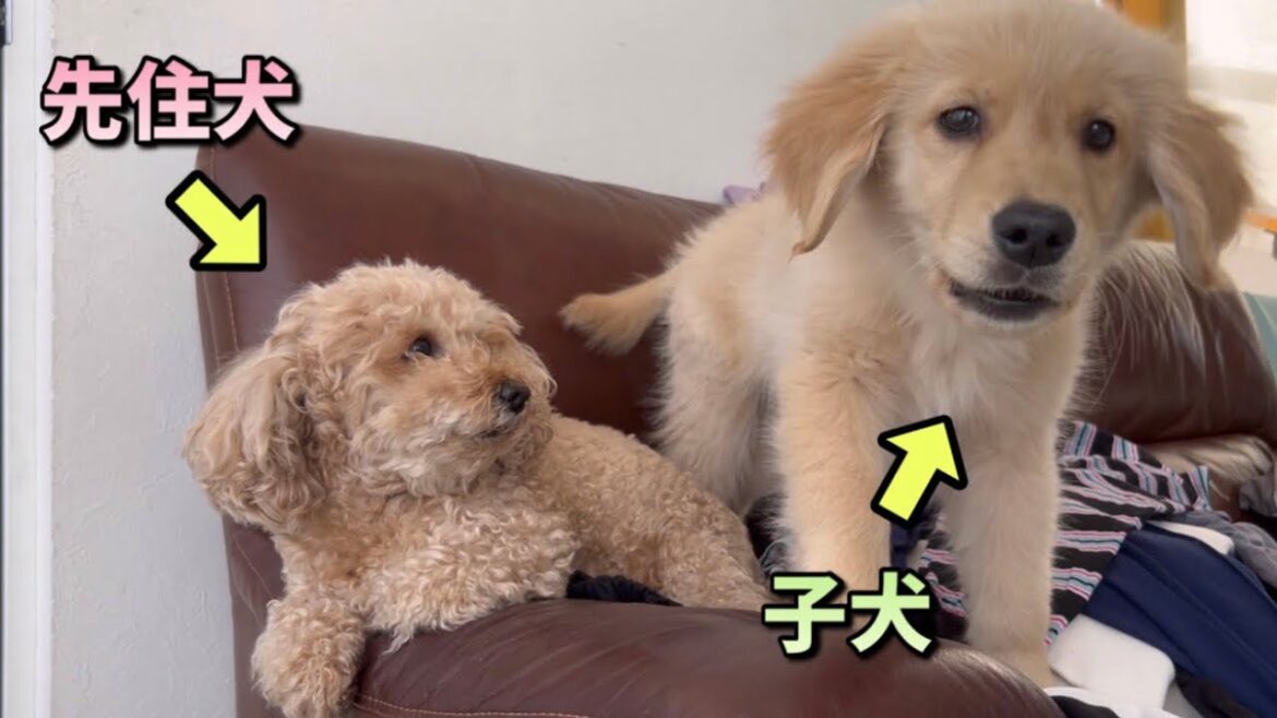 【多頭飼い】子犬が悪すぎてお世話に疲れ果ててしまう先住犬