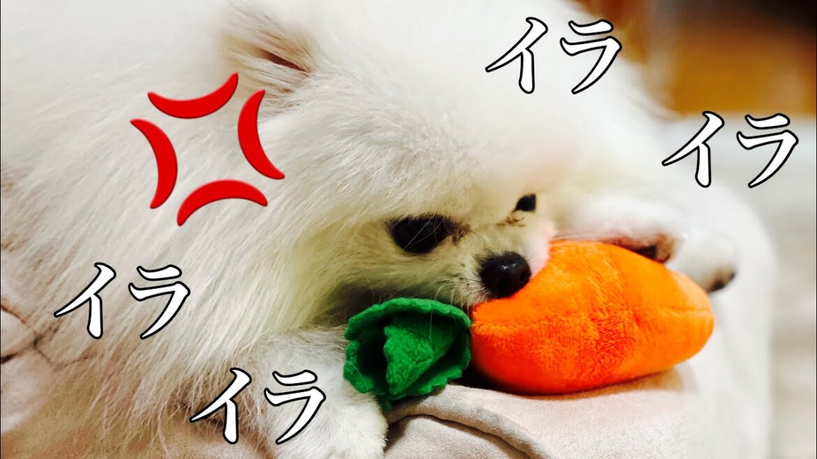 【悲報】イライラが溜まったポメラニアンがついにキレました