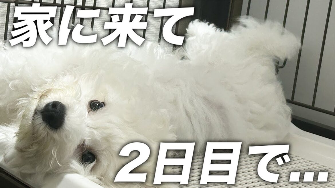 【お迎え2日目】ビションフリーゼのモーニングルーティーン