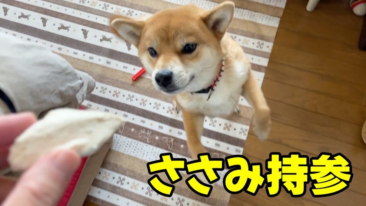 ささみ持参で行くとクルクルダンスが始まる
