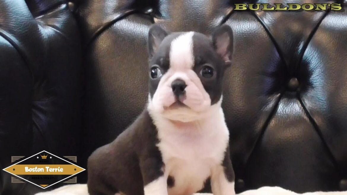 ☆ボストンテリア☆子犬☆ーブサカワ専門犬舎ーBULLDON'S