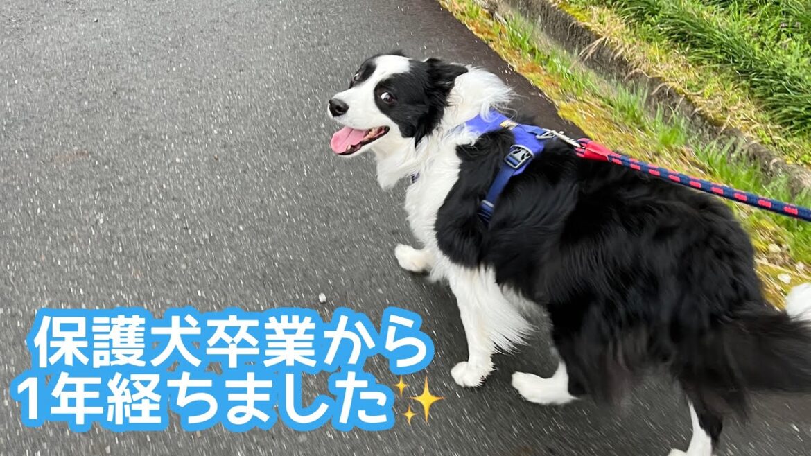 保護犬卒業から1年経ちました✨ ソラうちの子記念日 #bordercollie #ボーダーコリー #dog