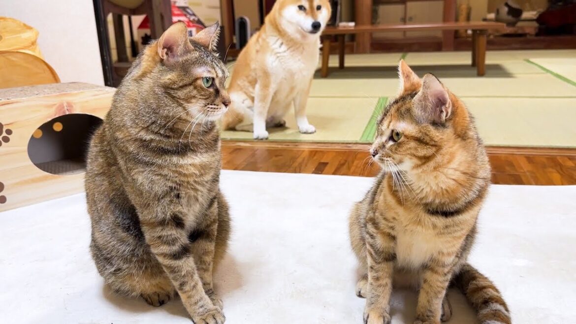 柴犬が見守る中、怖がり屋の子ども猫が姉猫に勇気を出して歩み寄ろうとする姿に感動しました