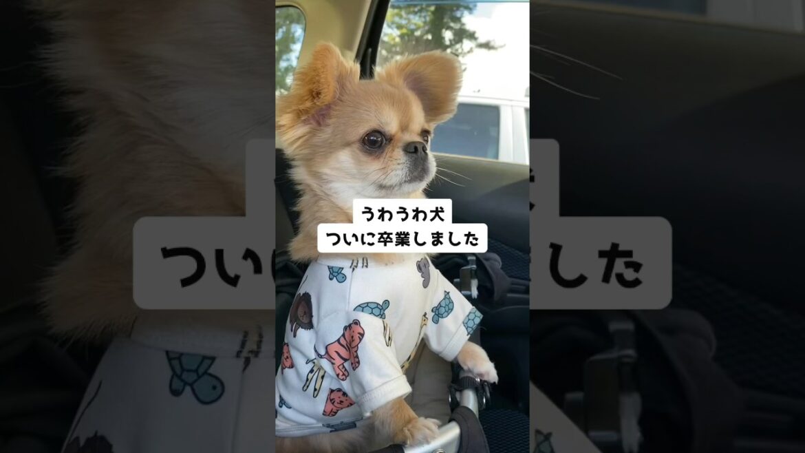 卒業したうわうわ犬のハナ